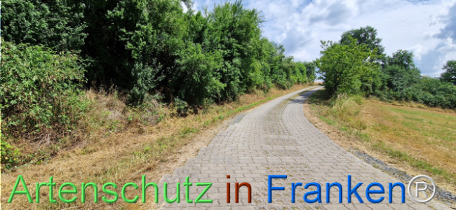 Bild zum Eintrag (1125036-160)