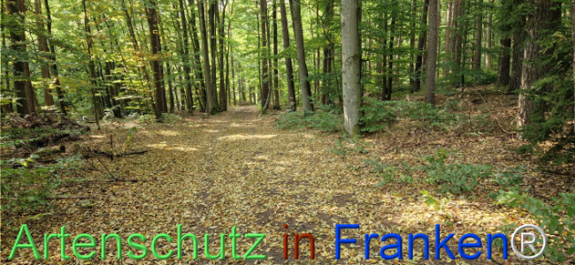 © Artenschutz in Franken® Bild zum Eintrag (1126139-160)