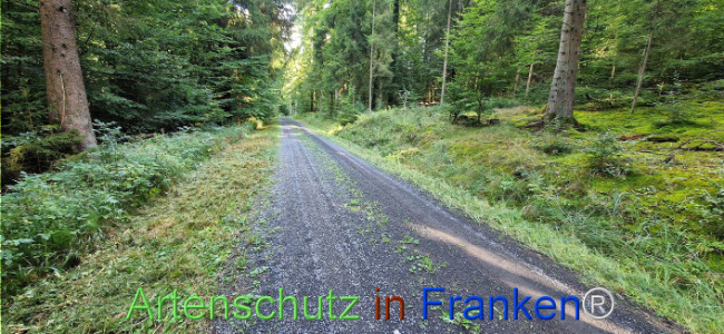 © Artenschutz in Franken® Bild zum Eintrag (1126149-160)