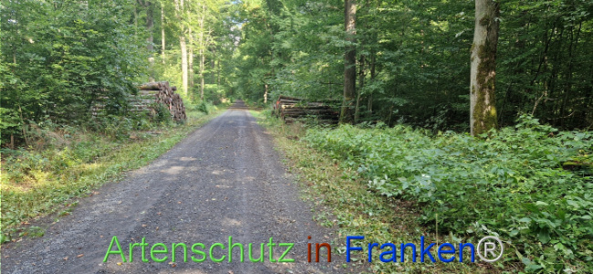 © Artenschutz in Franken® Bild zum Eintrag (1126150-160)