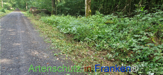 © Artenschutz in Franken® Bild zum Eintrag (1126151-160)