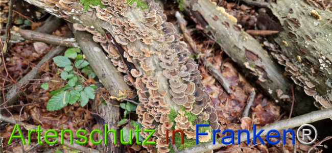 © Artenschutz in Franken® Bild zum Eintrag (1126532-160)