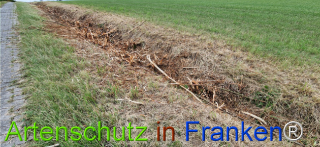 Bild zum Eintrag (1126559-160)