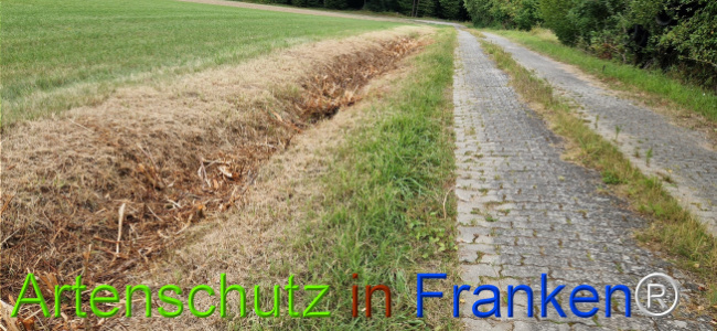 Bild zum Eintrag (1126561-160)