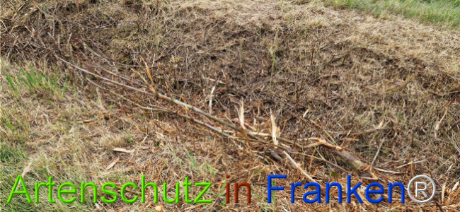 Bild zum Eintrag (1126562-160)