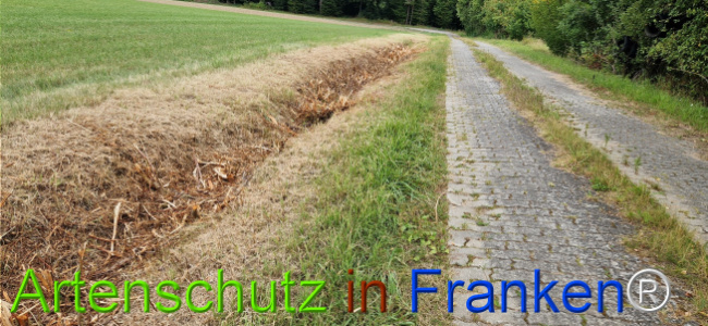 Bild zum Eintrag (1126563-160)