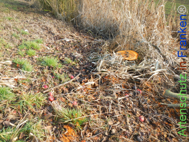 Bild zum Eintrag (1131426-160)