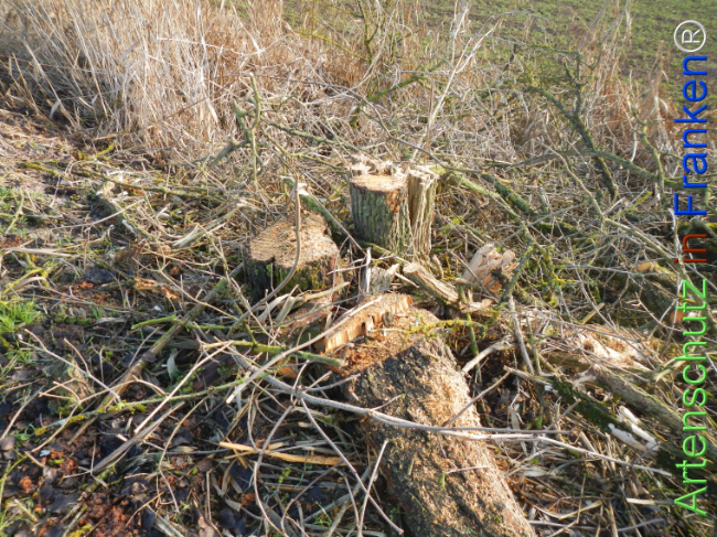 Bild zum Eintrag (1131429-160)