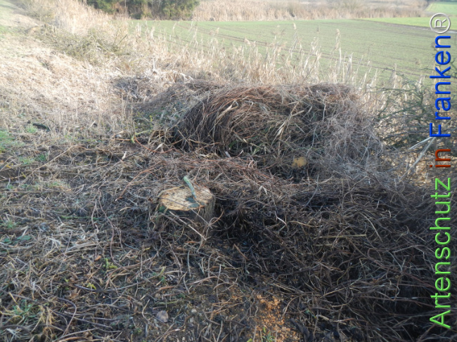 Bild zum Eintrag (1131436-160)