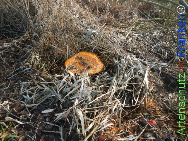 Bild zum Eintrag (1131437-160)