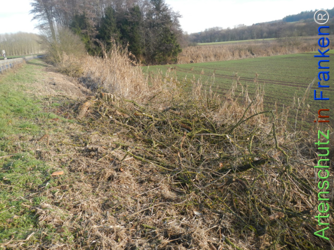 Bild zum Eintrag (1131438-160)