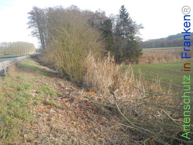 Bild zum Eintrag (1131448-160)