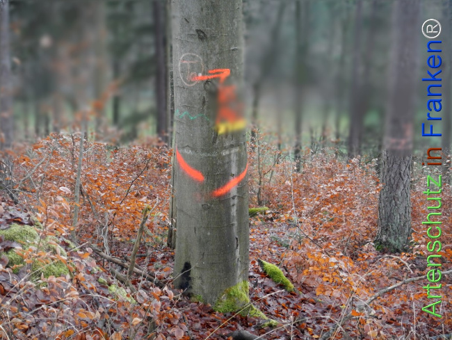 Bild zum Eintrag (1132070-160)