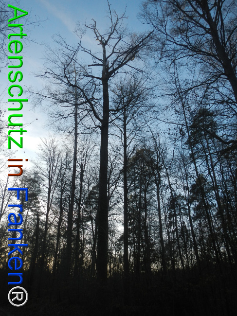 Bild zum Eintrag (1132076-160)