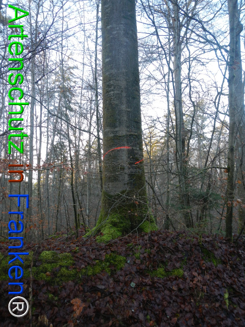 Bild zum Eintrag (1132077-160)