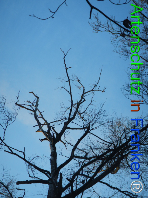 Bild zum Eintrag (1132078-160)