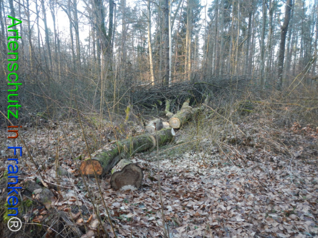 Bild zum Eintrag (1132083-160)