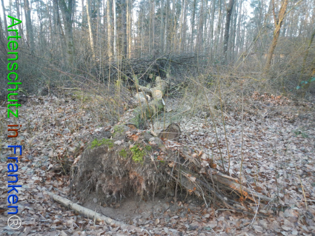 Bild zum Eintrag (1132084-160)