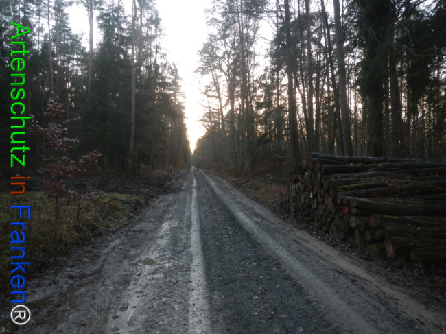 Bild zum Eintrag (1132096-160)