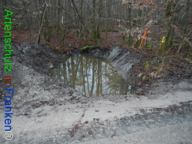 Bild zum Eintrag (1132102-160)