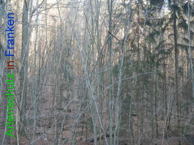 Bild zum Eintrag (1132142-160)