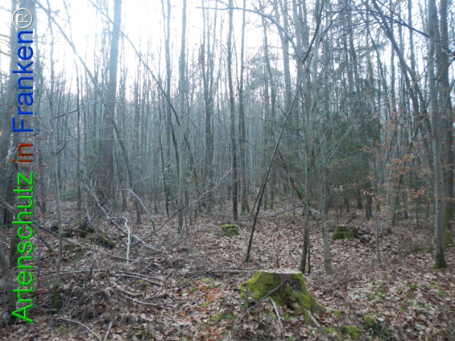 Bild zum Eintrag (1132143-160)