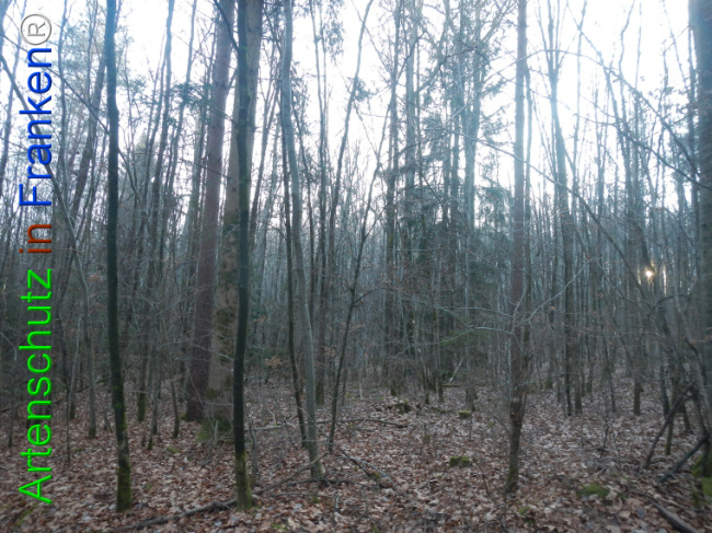 Bild zum Eintrag (1132144-160)