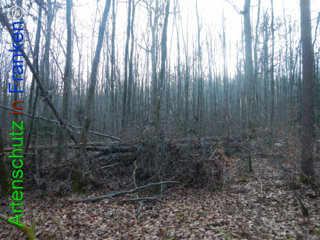 Bild zum Eintrag (1132145-160)