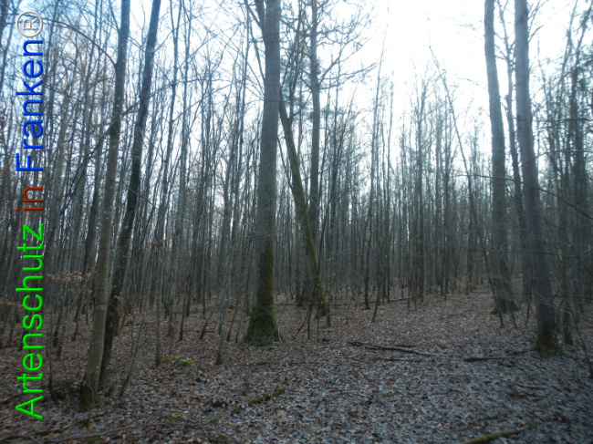 Bild zum Eintrag (1132152-160)