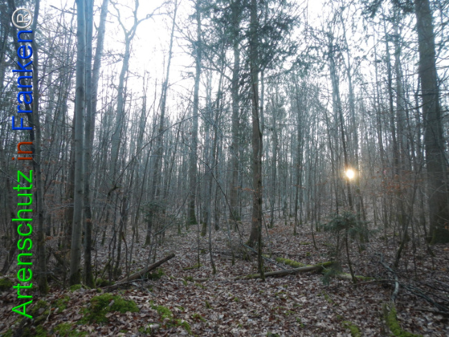 Bild zum Eintrag (1132154-160)