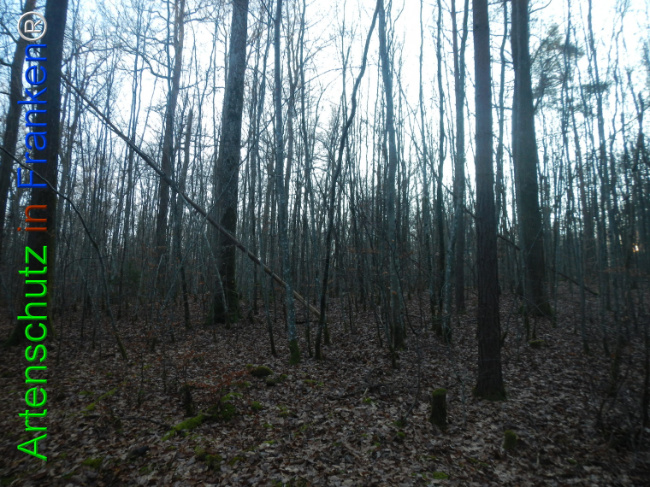 Bild zum Eintrag (1132160-160)