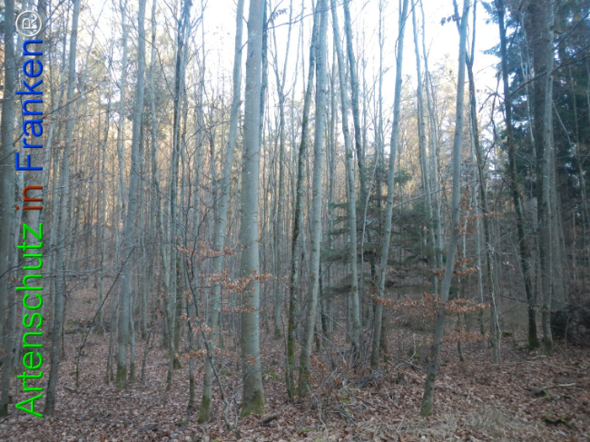 Bild zum Eintrag (1132162-160)