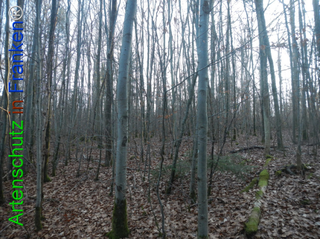 Bild zum Eintrag (1132164-160)