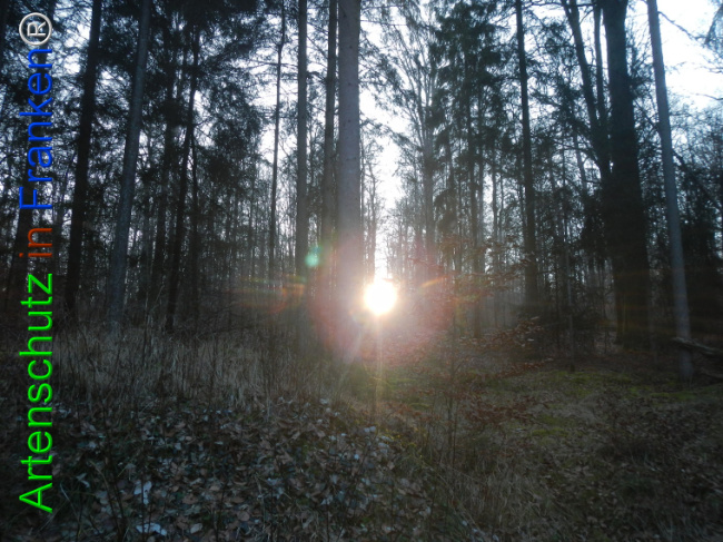 Bild zum Eintrag (1132165-160)