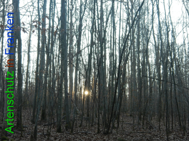 Bild zum Eintrag (1132166-160)