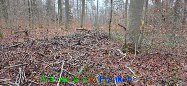 Bild zum Eintrag (1132241-160)