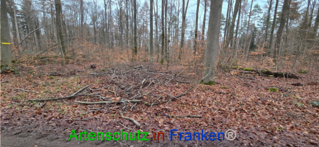 Bild zum Eintrag (1132242-160)