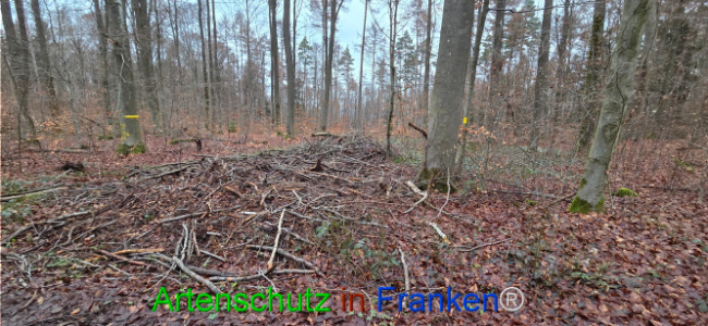 Bild zum Eintrag (1132254-160)