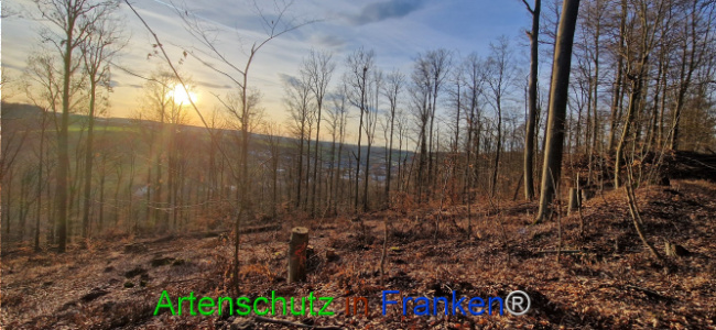 Bild zum Eintrag (1132261-160)