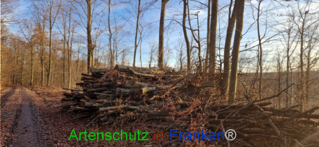 Bild zum Eintrag (1132262-160)