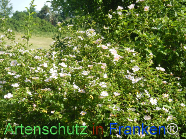 Bild zum Eintrag (1142798-160)