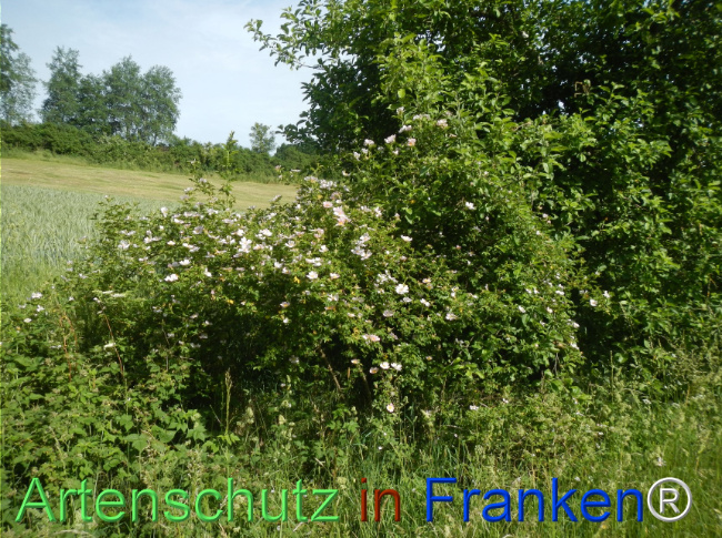 Bild zum Eintrag (1142800-160)