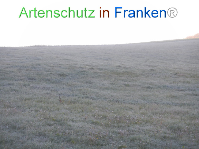 Bild zum Eintrag (1150849-160)