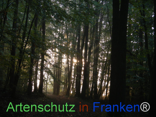 Bild zum Eintrag (1150947-160)