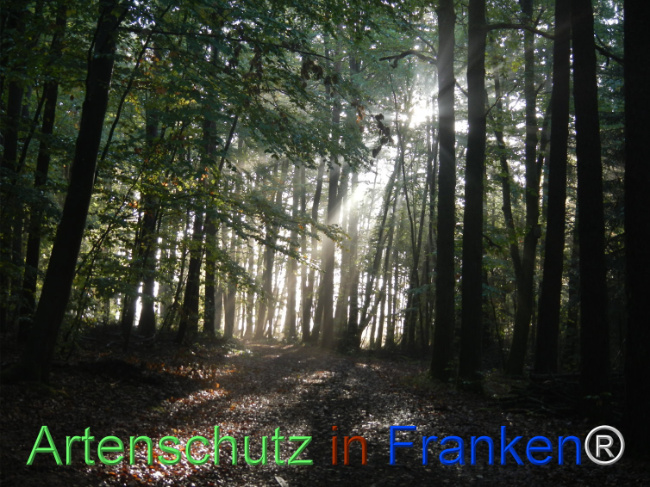 Bild zum Eintrag (1150954-160)