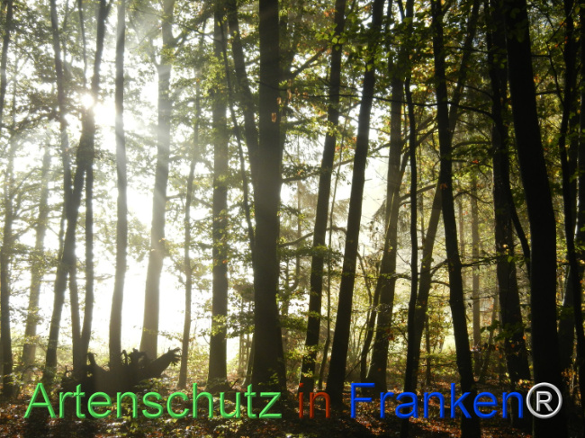 Bild zum Eintrag (1150955-160)
