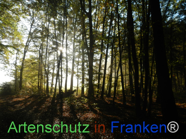 Bild zum Eintrag (1150956-160)