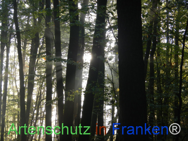 Bild zum Eintrag (1150957-160)