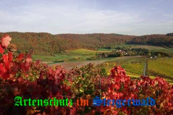 Copyright AiS Willner Bild zum Eintrag (21794-160)