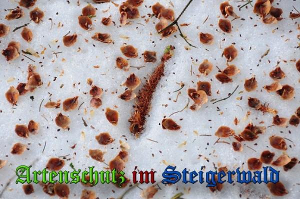 Copyright AiS / 2010 - Rother Bild zum Eintrag (21893-160)